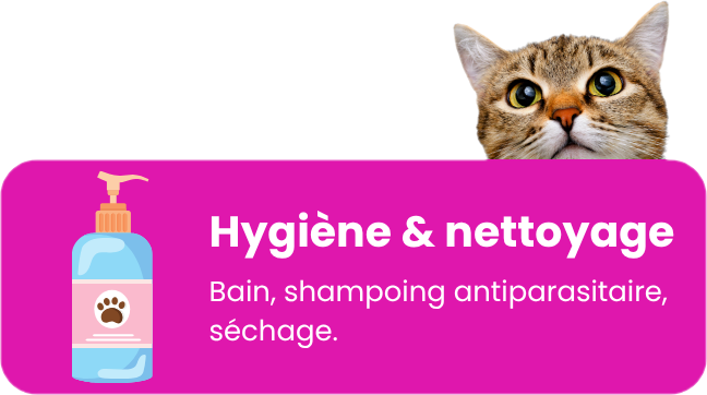 bain, shampoing adapté, séchage.