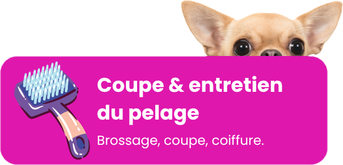 brossage, coupe, coiffure.