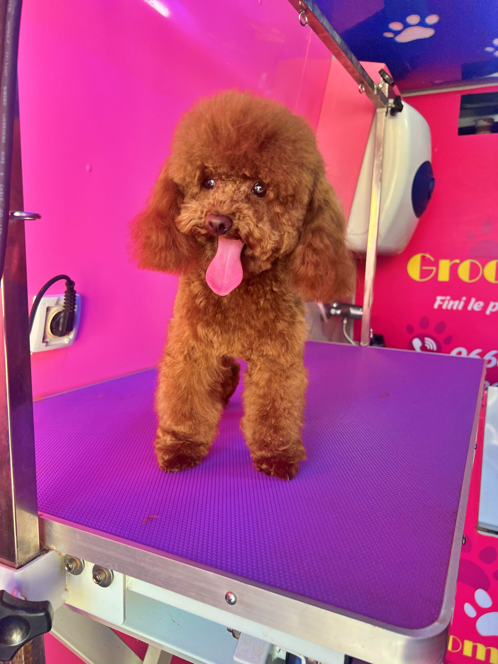 dog 3 pic