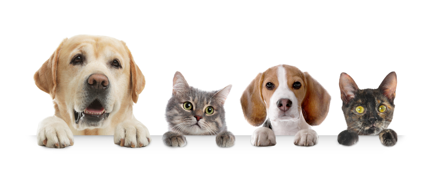 dog and cats